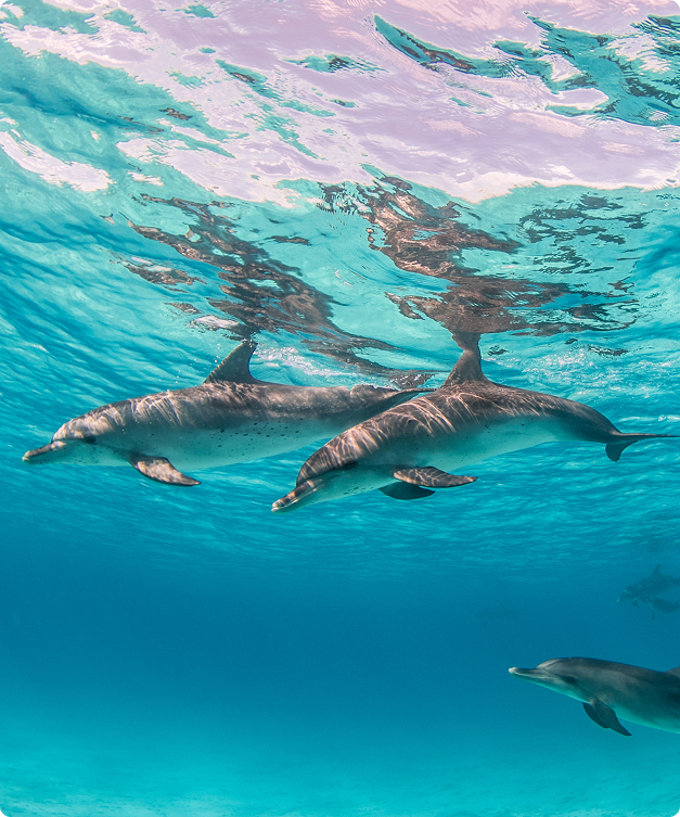 DEFENSA DE LOS DELFINES MARINOS