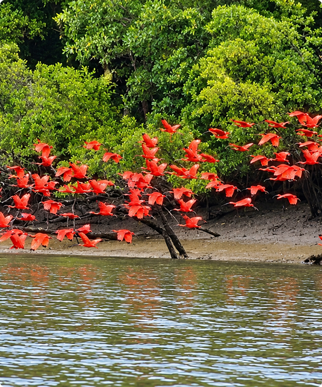 Protección del Parque Nacional Turuepano (1991–1992)