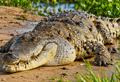 Caimán del Orinoco en su hábitat natural